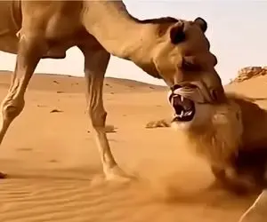 مستند حیات وحش؛ شتر کله شیر عین آدامس انداخت دهنش جویید