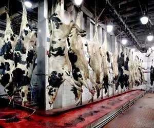 فرآوری گاو؛ گاو خال خالی 100 کیلویی به صلابه کشید پوستشو تخلی کرد واسه کت