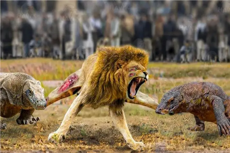 مستند حیات وحش؛ اژدهای کومودو؛ شیر