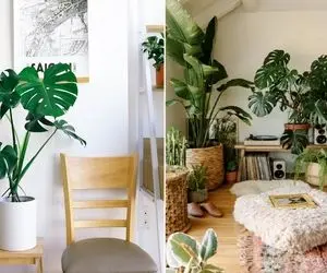 چیدمان گیاهان آپارتمانی در منزل / دکوره وجب به وجب خونت مهمه اینجوری سلیقه به خرج بده