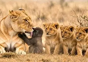 مستند حیات وحش؛ میمون مادرش مرد شیر نه تنها اونو نخورد کنار بچه هاش بزرگش کرد