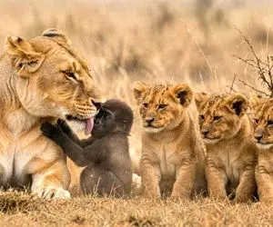 مستند حیات وحش؛ میمون مادرش مرد شیر نه تنها اونو نخورد کنار بچه هاش بزرگش کرد