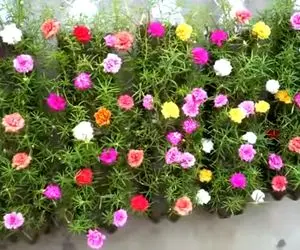 ایده های خلاقانه؛ بطری های پلاستیکی دوغ رو دور نندازیا باهاشون باغچه دیواری بساز