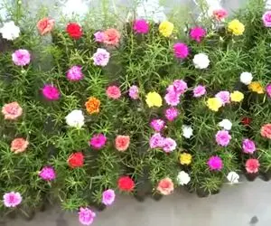 ایده های خلاقانه؛ بطری های پلاستیکی دوغ رو دور نندازیا باهاشون باغچه دیواری بساز