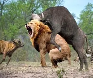 جذابیت‌های حیات وحش؛ شیر با اون ابهت مغلوب بوفالو سفاک شد تمام بدنش سوراخ شد