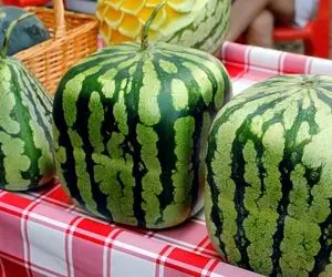 محصولات کشاورزی متفاوت؛ کشاورزی مدرن هندوانه کشت میکنه مکعبی و حتی به شکل قلبی