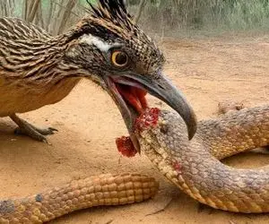 جذابیت حیات وحش / پرنده سفاک با خط یازده مار شکار میکنه