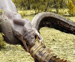 جذابیت حیات وحش؛ پیتون غول بعد کیلومترها خزیدن و هضم بوفالو تمساح آروم بلعید