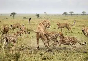 جذابیت حیات وحش؛ 8 یوزپلنگ علیه یک شیر ماده