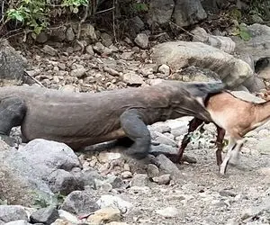 از جذابیت های حیات وحش؛ اژدهای کومودو حریص بز رو از شکم نرمش کرد تو دهن گشادش