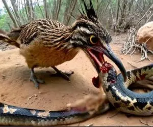 جذابیت حیات وحش / میگ میگ واقعی قاتل سر مار را منفجر کرد