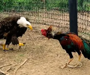 شاهکار حیات وحش / وقتی خروس از تصور عقاب قوی تر عمل میکند از نبرد کنار میرود