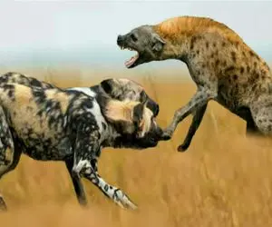 فجایع حیات وحش/کفتار از ترس سگ کانگال به پت پت افتاده