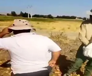 آواز شاد؛ پایکوبی مرد کشاورز وسط زمین و دوست جوگیرشم شاباش سیب زمینی میریزه رو سرش 