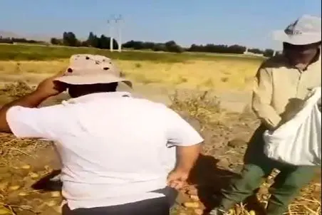 آواز شاد؛ پایکوبی مرد کشاورز وسط زمین و دوست جوگیرشم شاباش سیب زمینی میریزه رو سرش 