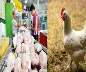 قیمت مرغ امروز شنبه ۱۲ اردیبهشت ۱۴۰۵ + جدول