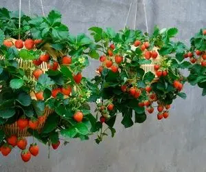 ایده های خلاقانه؛ روش عالی واسه کاشت توت فرنگی تو سبد های آویزون که عالی میشه