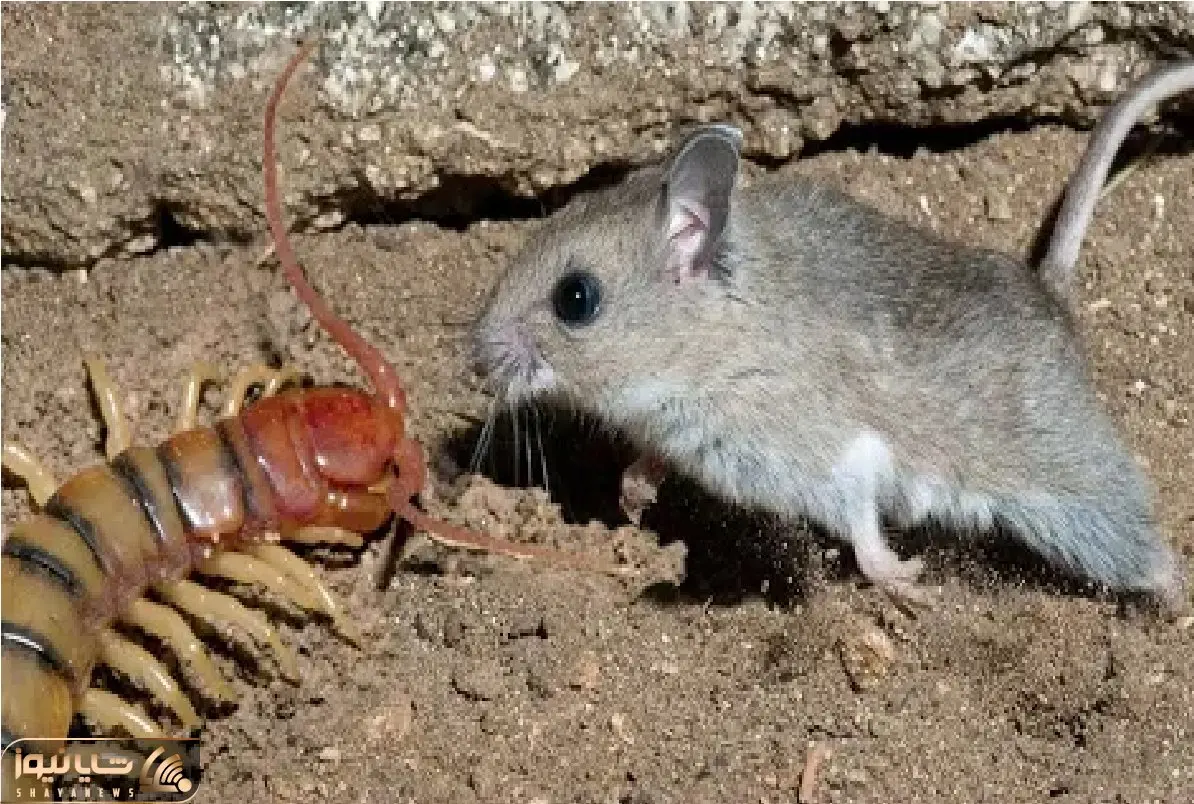 مستند حیات وحش / جسارت بی جا موش در مصاف با عقرب زهرآگین و سقوط به ورطه نیستی