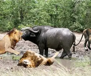 از جذابیت های حیات وحش؛ نامردی شیرها در شکار بوفالوی به گل نشسته