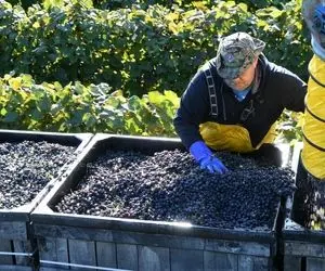 کشاورزی نوین؛ نزدیک 6000000 تن انگور از مزارع آمریکا برداشت کردن هر مزرعه قد یه شهره