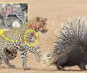 مستند حیات وحش؛ پلنگ با هوس بلع جوجه تیغی به ملکوت اعلی پیوست