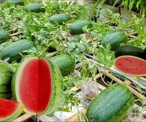 کاشت هندوانه در باغچه؛ هندوانه ها رو تو یه گلدان کوچک می کارن تا کم کم بزرگ و سرخ بشه