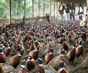 کارخانه حیوانات؛ قرقاول پس از تزریق و رسیدن به بلوغ به کارخانه فرآوری منتقل میشود