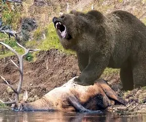 از جذابیت‌های حیات وحش؛ خرس ذوالقوه با مشت کوبید تو شکم گوزن سوراخ شد جنینش له شد