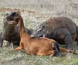 جذابیت حیات وحش / لاشخوری بالفطره کومودو سفاک و رفیقش به روایت تصویر