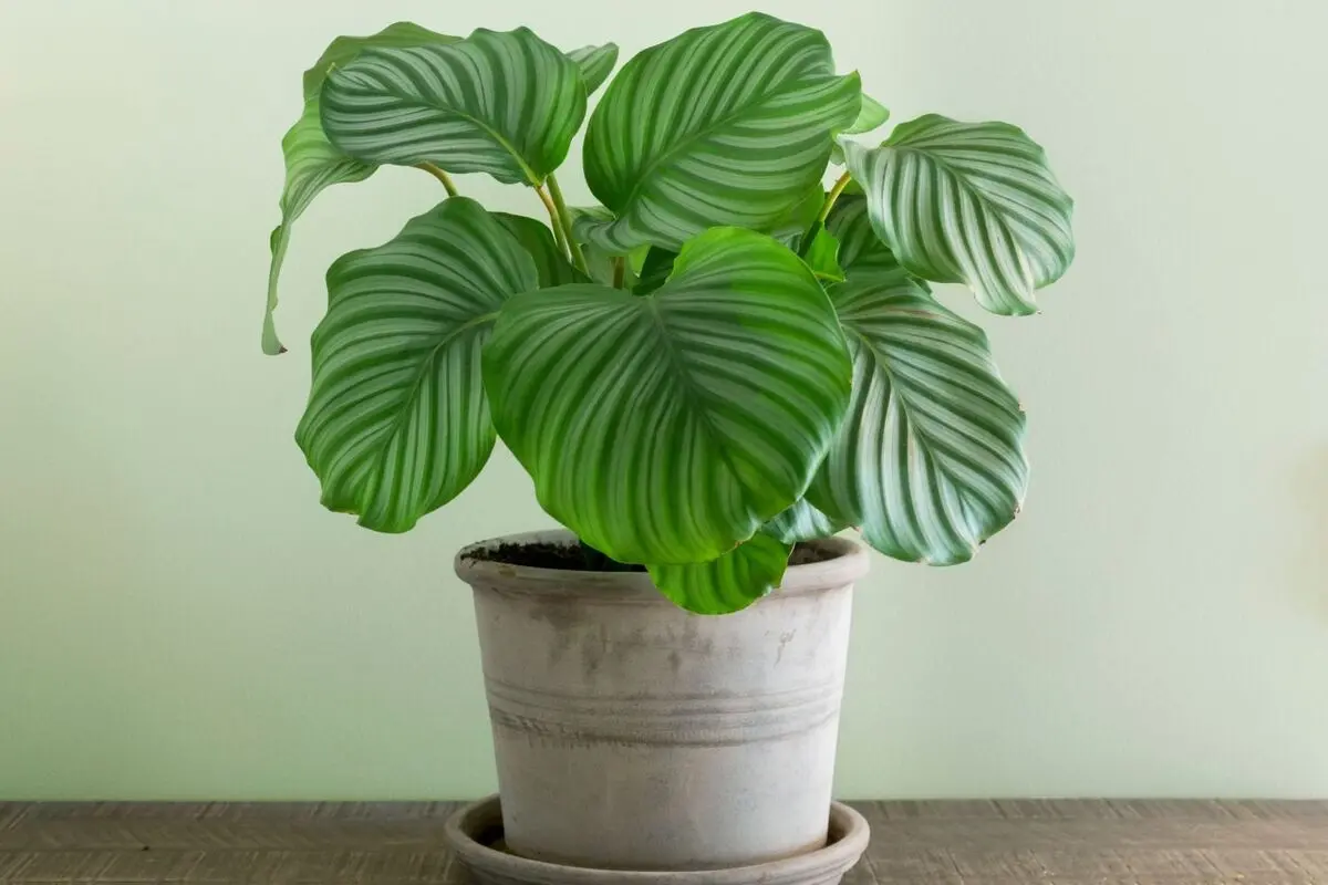 ه1