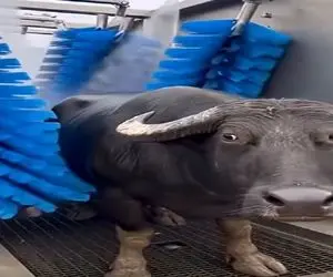 دامداری نوین؛ بوفالو گِتدی حاماما اولدی شاماما