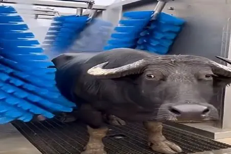 دامداری نوین؛ بوفالو گِتدی حاماما اولدی شاماما