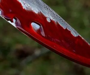 زنم و مادرزنم کشتم از اینکه پدرزنم را نکشتم پشیمــانم