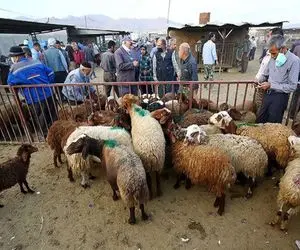 قیمت دام زنده امروز ۱ بهمن ۱۴۰۳/ ترمز بازار دام زنده کشیده شد