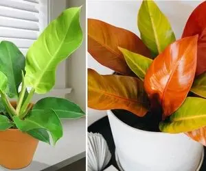 راهنمای نگهداری از گیاه فیلودندرون + آشنایی با انواع این گیاه زیبا و روش های تکثیر
