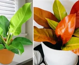 راهنمای نگهداری از گیاه فیلودندرون + آشنایی با انواع این گیاه زیبا و روش های تکثیر