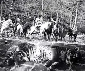 سفر به دوره قاجار؛ ببر مازنی و آوردن تو حیاط کاخ قجری قهر کرد یه گوشه لمید