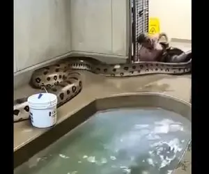 بدایع حیات وحش/نگهبانی که اسیر طلسم پایتون آدمخوار میشه 