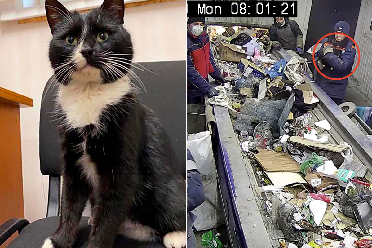 Cat-narrowly-escapes-death-at-Russian-trash-processing-plant