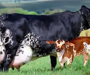 گاوهای باورنکردنی؛ گاو علاوه بر گوسالش 127 کیلو شیر میده طفلی چه سخت راه میره