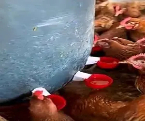 دامداری نوین؛ با گالن یه آبخوری تمیز و جمع و جور ساخت برا مرغا دیگه کثیف کاری نمیشه