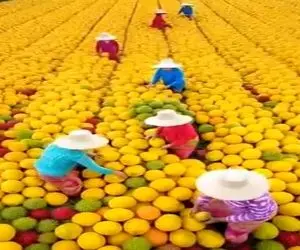 کشاورزی نوین؛ مزرعه انبه زدن انقد بار داده غرقن توشون مثه استخر توپ میمونه فرو میرن