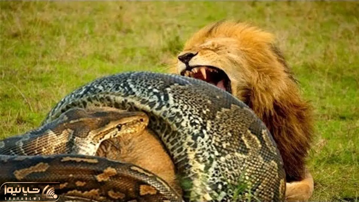 از جذابیت های حیات وحش؛ تقلای شیرها برای نجات هم نوعشان که مار پیتون محکم پیچیده دورش
