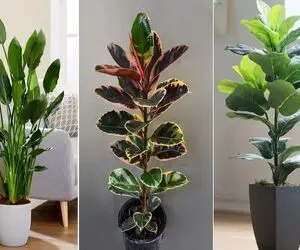 گیاهانی که برگ پهن دارند / زیبایی با رنگ و بوی جنگل های استوایی با خاصیت پاکسازی هوا