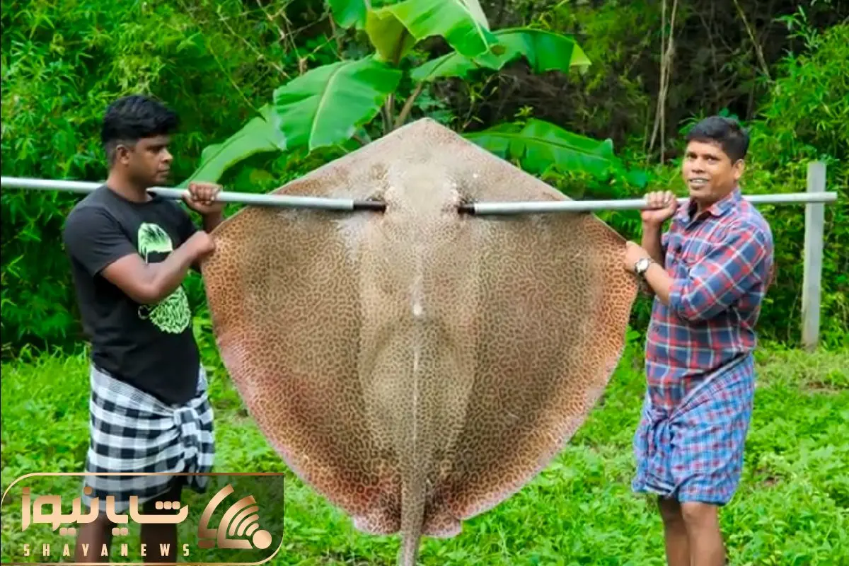  STINGRAY FISH 