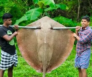 مگه داریم سفره ماهی به این بزرگی؟ بیچاره تو طبیعت هند قیمه قیمه شد برای یه ناهار لذیذ!