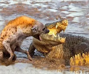 شاهکار حیات وحش؛ کفتار زالوصفت عین کنه چسبید به پوزه تمساح هرکول دهنشو جر داد