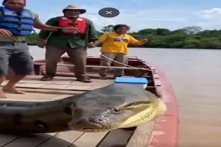 معماری طبیعت؛ مار به قایق گردشگری حمله کرده دهنشو باز میکنه ملت اشهد میخونن