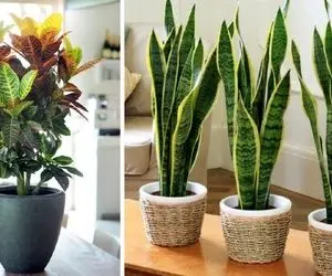 سبز ماندن دیزاین خانه / اینجا یاد میگیری چطور مواظب گیاهان آپارتمانی باشی خوشگل بمونن