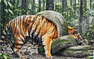 حیات وحش مصنوعی؛ پیتون غول ببر حبس کرد تو حلقه مرگ ببلعه